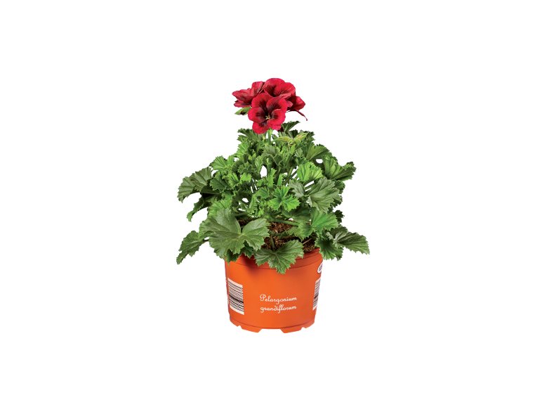 Pelargonium Grandiflorum