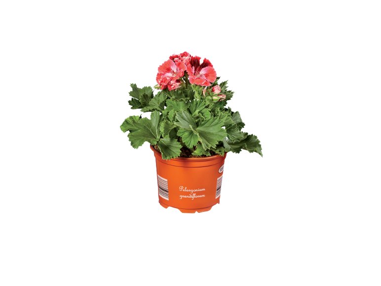 Pelargonium Grandiflorum
