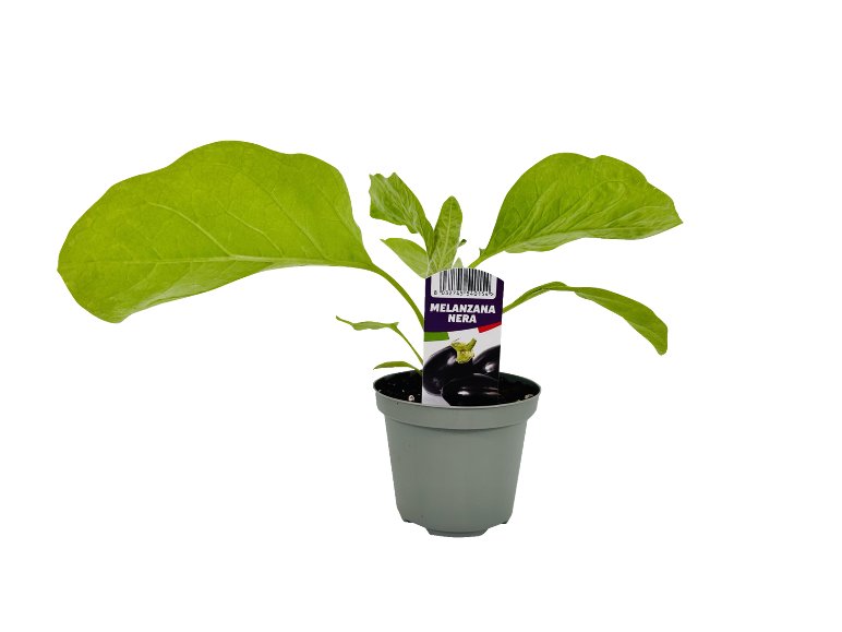 Piante da orto estive