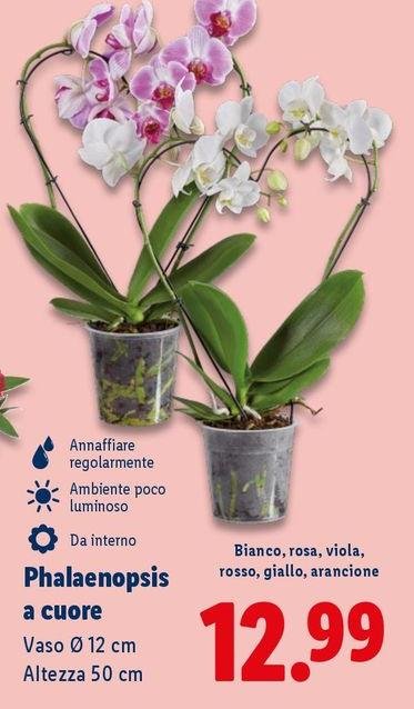 Phalaenopsis A Cuore