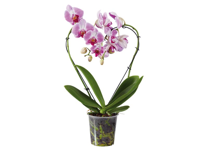 Phalaenopsis a cuore