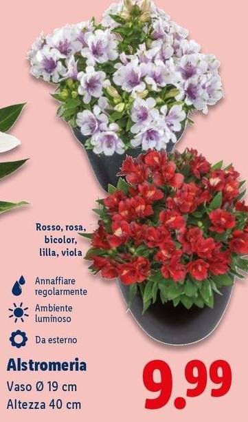 Alstromeria