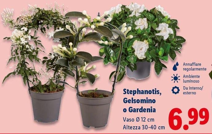 Stephanotis/Gelsomino O Gardenia
