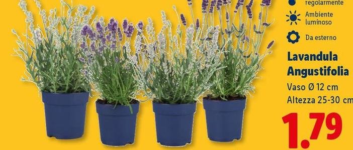 Lavandula Angustifolia
