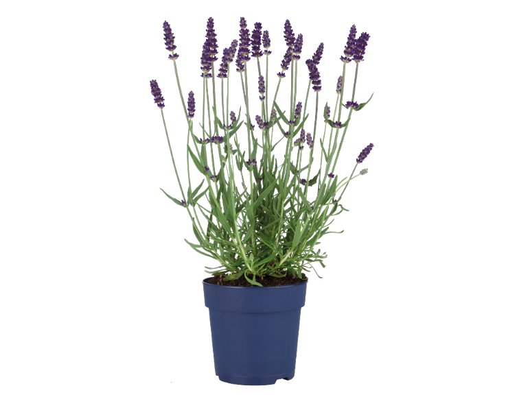 Lavandula Angustifolia
