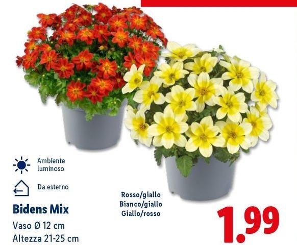 Bidens Mix
