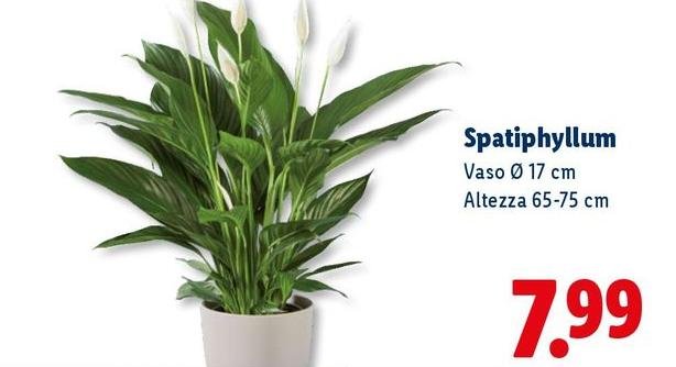 Spatiphyllum