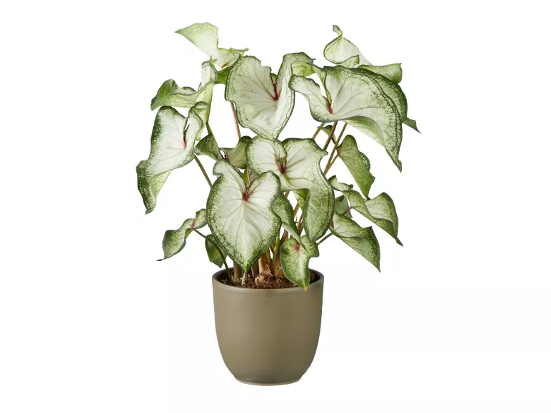 Caladium mix