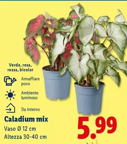 Caladium Mix