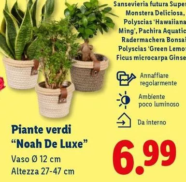 Piante Verdi "Noah De Luxe"