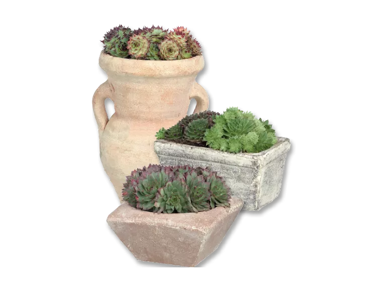 Mix di piante Succulente