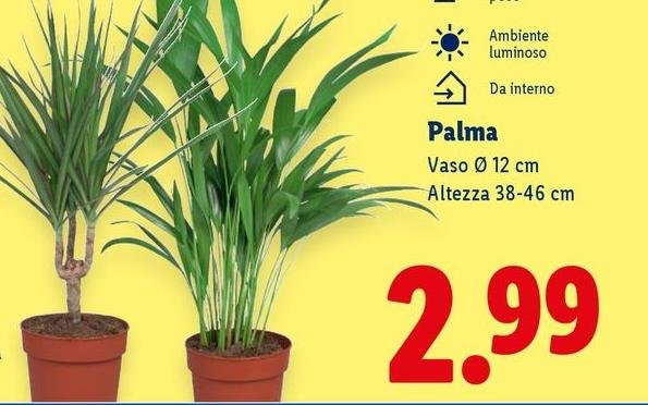 Palma