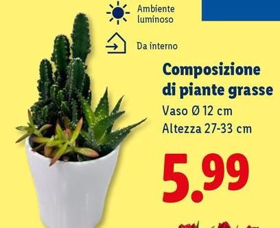 Composizione Di Piante Grasse