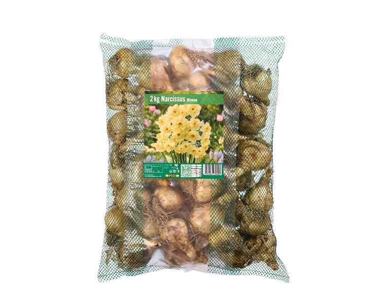 Bulbi di narcisi