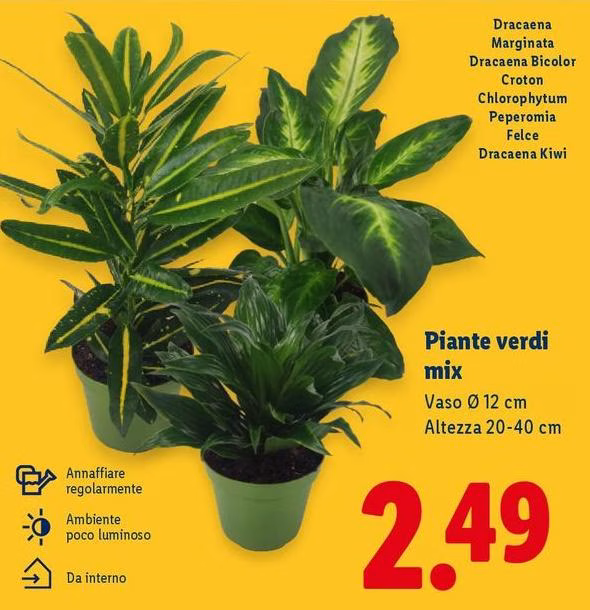 Piante Verdi Mix
