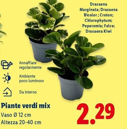 Piante Verdi Mix