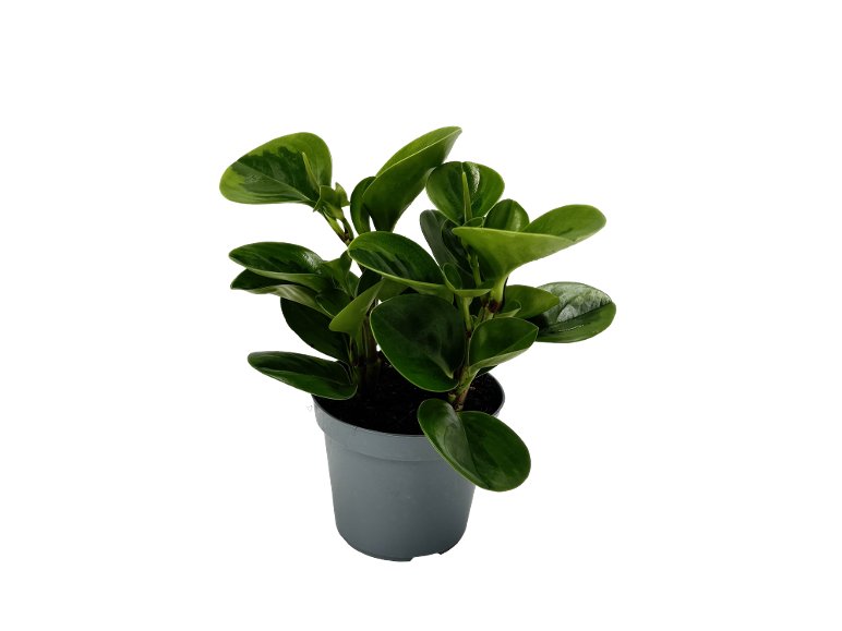 Piante Verdi Mix