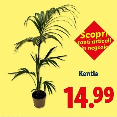Kantia
