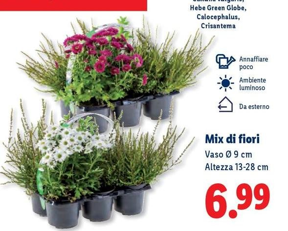 Green - Mix Di Fiori