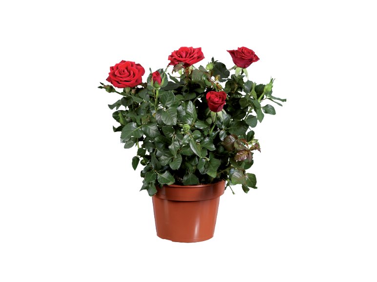 Rose Xl