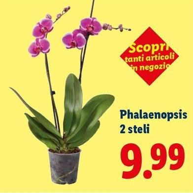 Tantì - Phalaenopsis 2 Steli