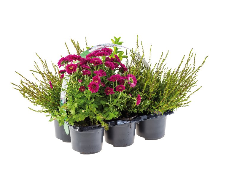 Mix di fiori