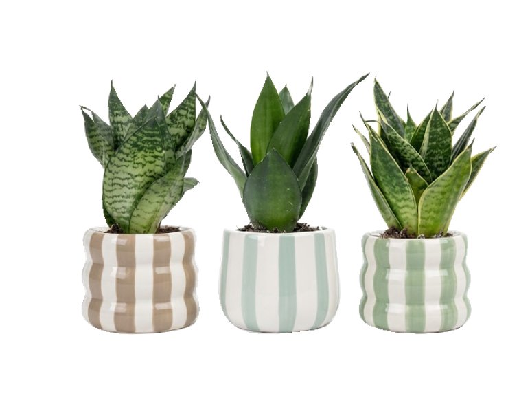 Sansevieria mini