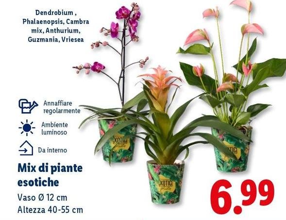 Mix Di Piante Esoiche