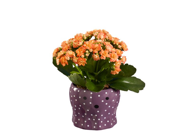 Kalanchoe halloween