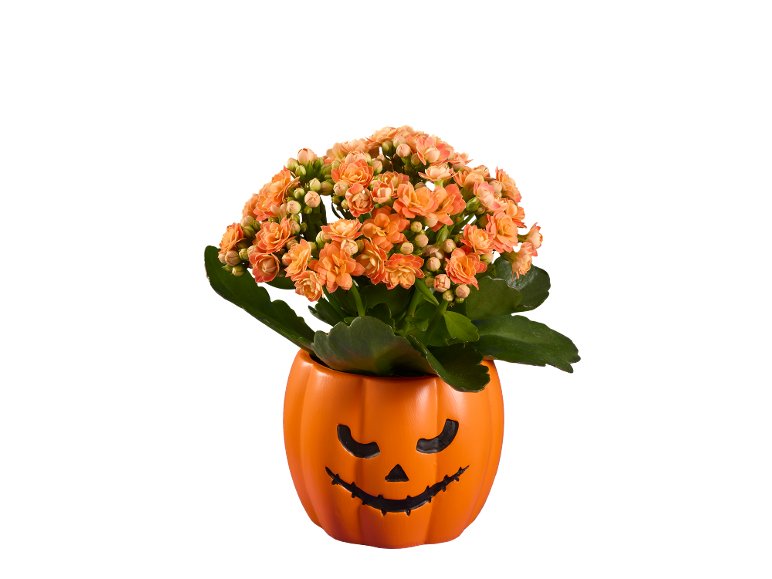 Kalanchoe halloween