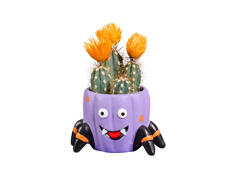 Cactus in fiore