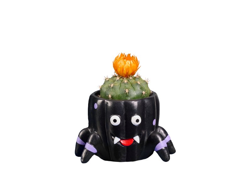 Cactus in fiore
