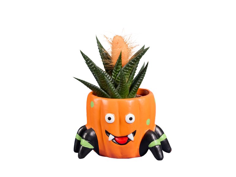 Cactus in fiore