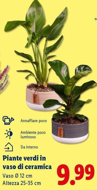 Piante Verdi In Vaso Di Ceramica
