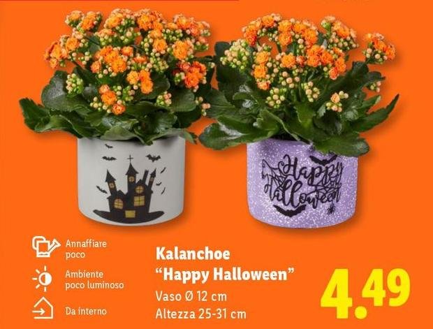 Kalanchoe ''Happy Halloween''