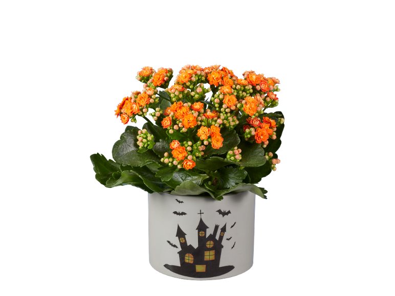 Kalanchoe “Happy Halloween”