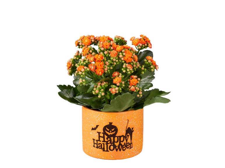 Kalanchoe “Happy Halloween”