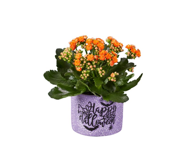 Kalanchoe “Happy Halloween”