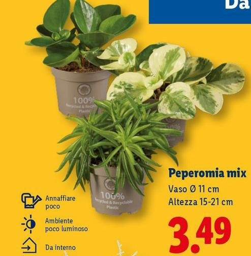Peperomia Mix