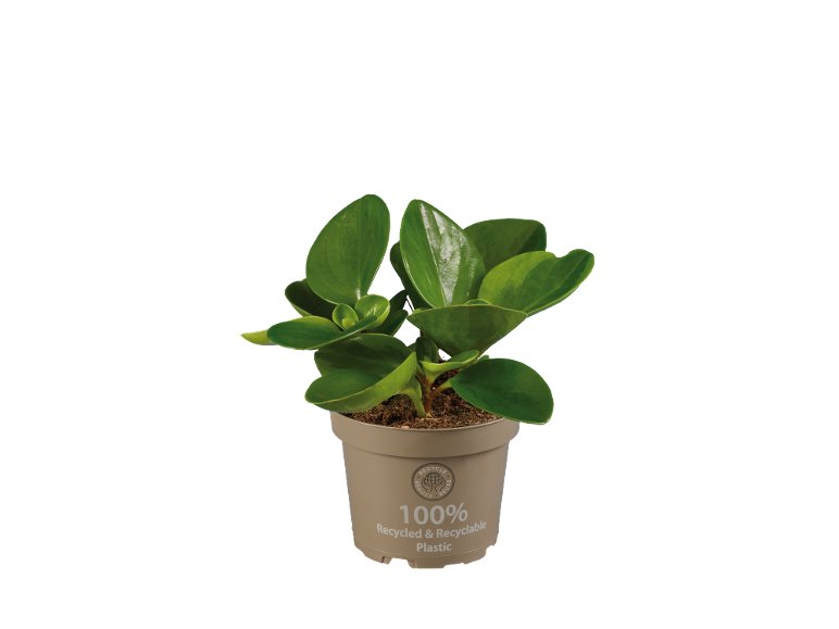 Peperomia mix