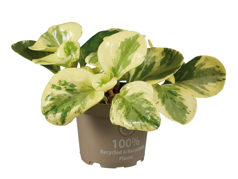 Peperomia mix