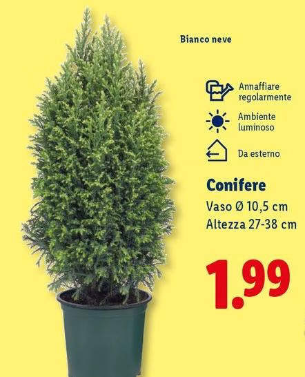 Neve - Conifere