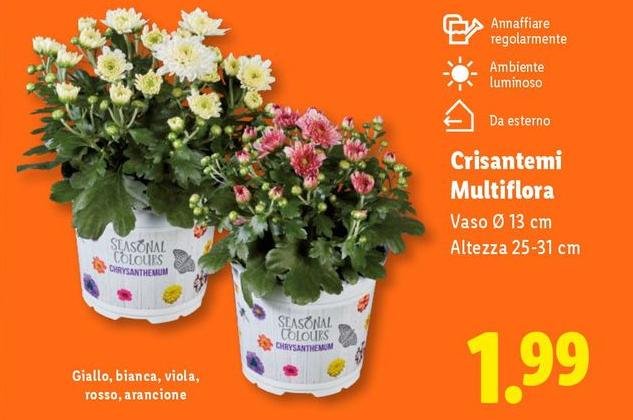 Viola - Crisantemi
