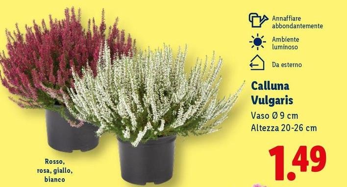 Calluna