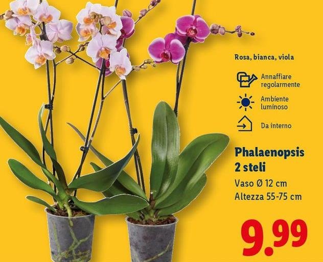 Viola - Phalaenopsis 2 Steli