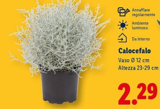 Vaso Alto