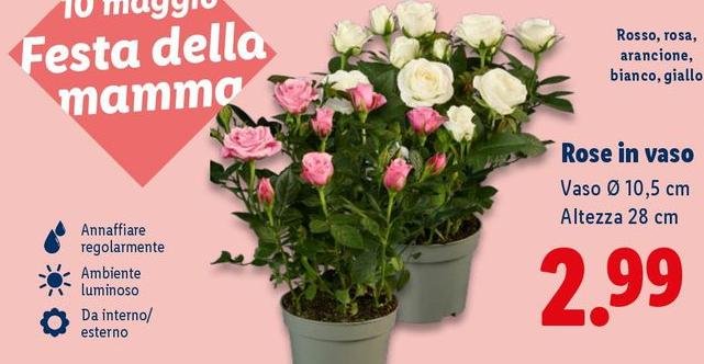 Rose In Vaso