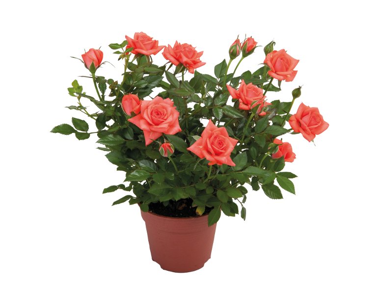 Rose In Vaso