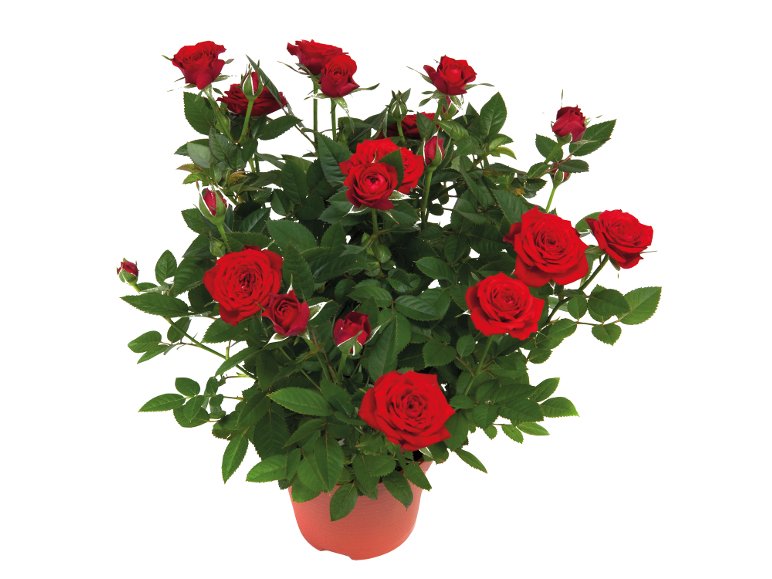 Rose In Vaso