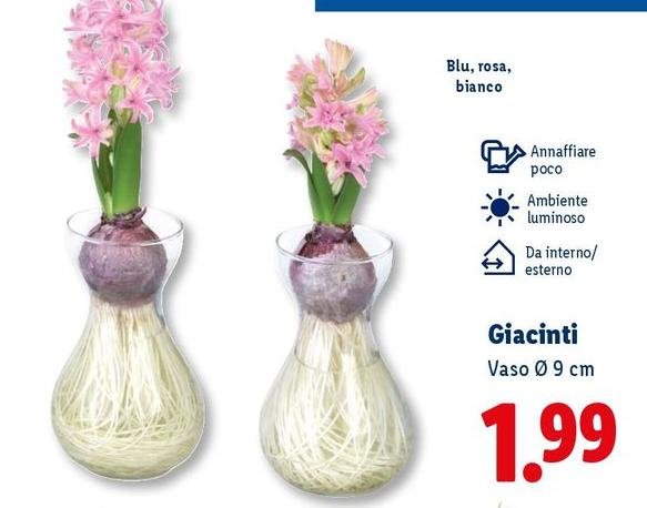 Giacinti